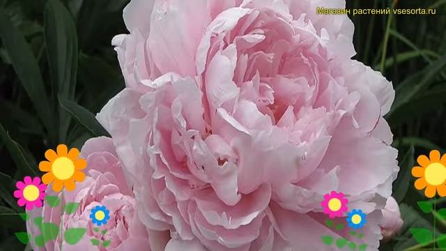 Пион молочноцветковый Дабл Пинк. Краткий обзор, описание paeonia lactiflora Double pink смотреть онлайн
