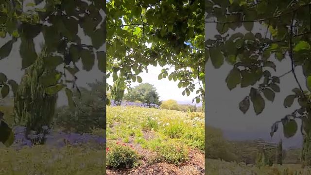 Walk the gardens at Littlewood Agapanthus Farm - February 5th 2021 - 200,000 Agapanthus in bloom смотреть онлайн