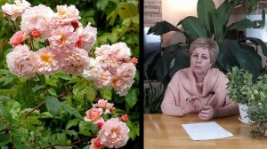 ЭТИ МУСКУСНЫЕ РОЗЫ СОЗДАДУТ НЕВЕРОЯТНУЮ АТМОСФЕРУ В ВАШЕМ САДУ / Садовый гид