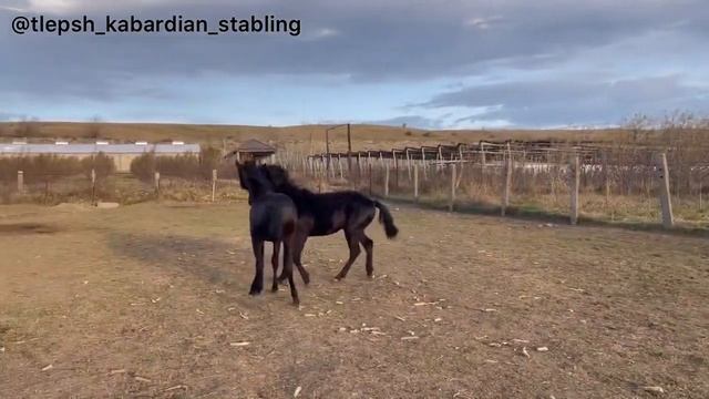 Жеребчики Кабардинской породы лошадей смотреть онлайн