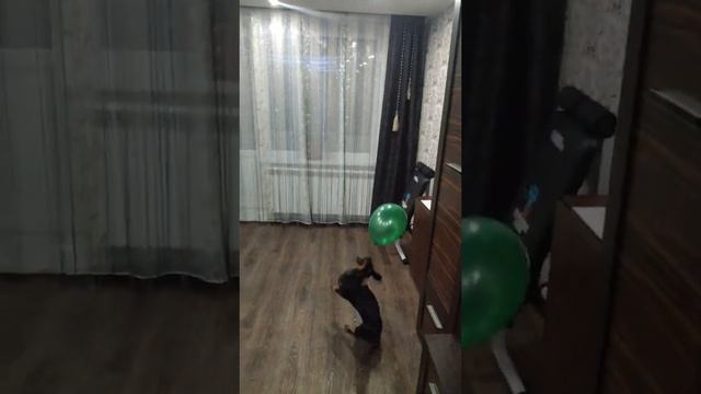 Собака играет с воздушным шаром смотреть онлайн