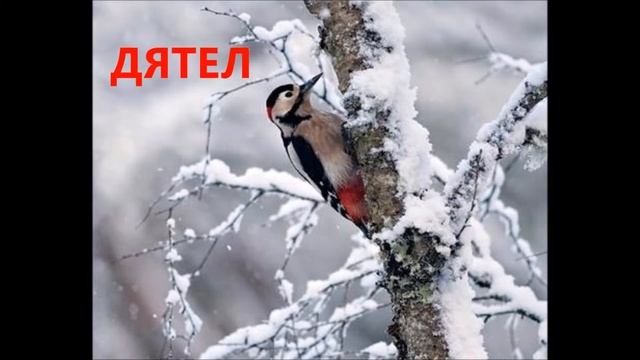 Мой фильмЮ зИМУЮЩИЕ ПТИЦЫ смотреть онлайн