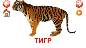 Развивающие карточки Домана. Животные.