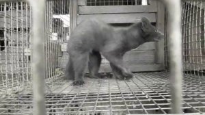 Производство клеток для содержания лисы, норки, соболя