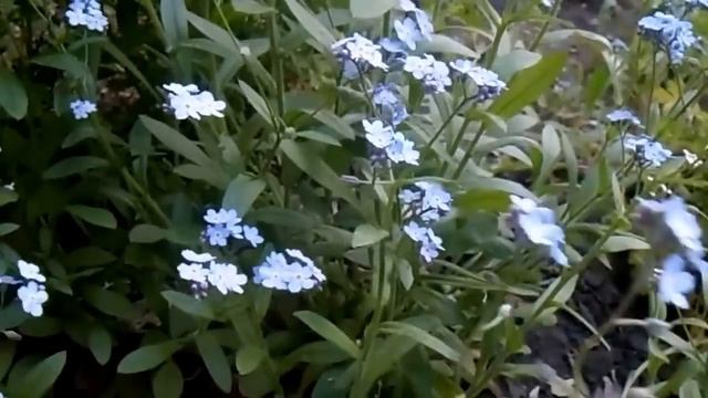 Моя Россия смотреть онлайн