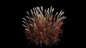 Miscanthus sinesis purpurascens 2