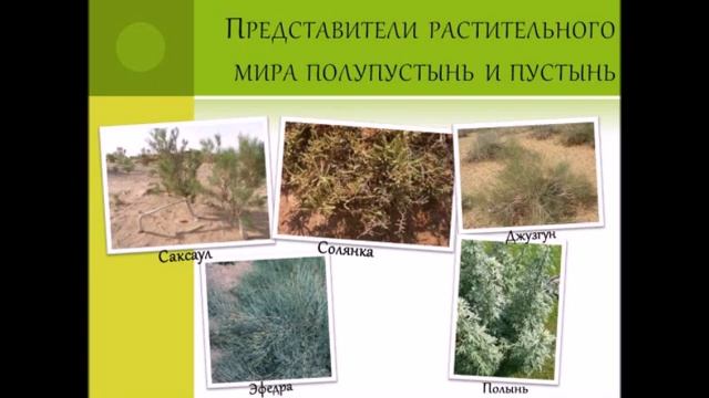 География 7 Пустыни и полупустыни России смотреть онлайн