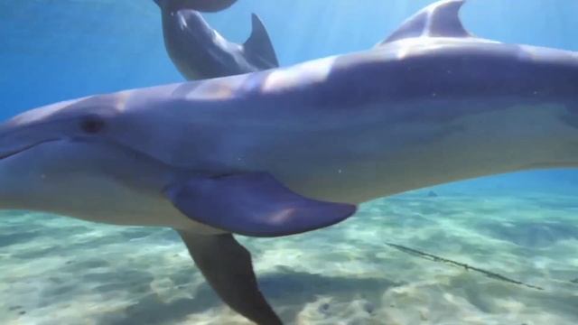 Healing Relaxation Music. Binaural Waves And Dolphin Sounds