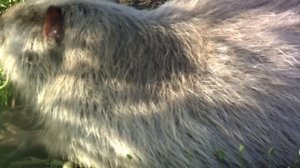 Кормление нутрий №1.Нормы и рационы кормления сельско-хозяйственного животного.