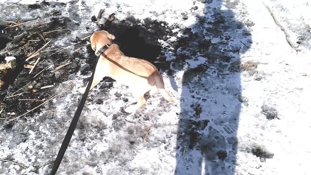 Первая прогулка со щенком в городе. (Лабрадор Сэм, 3мес.) смотреть онлайн
