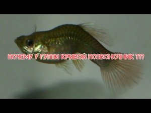 ПОЧЕМУ У ГУППИ КРИВОЙ ПОЗВОНОЧНИК