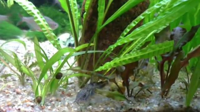 Home aquarium (домашний аквариум) май 2012 года смотреть онлайн