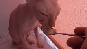 Сфинкс любит кашу. Полезная еда для сфинкса. The feeding of the Sphinx