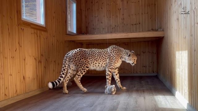 Как мы гепарда на ёжика ловили! Гепард Герда и её интересные развлечения. смотреть онлайн