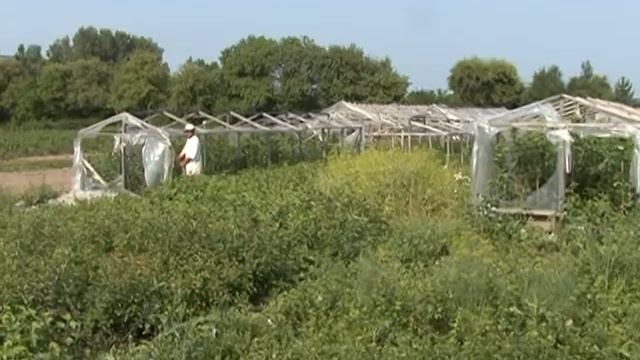 опытная станция нии растениеводства им. Вавилова смотреть онлайн