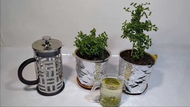 Чай из Нашии Инагуензис