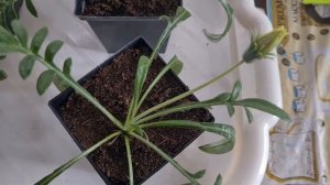 Газания в домашних условиях. Фаза цветения Газании. Обзор гацании в возрасте трех месяцев.