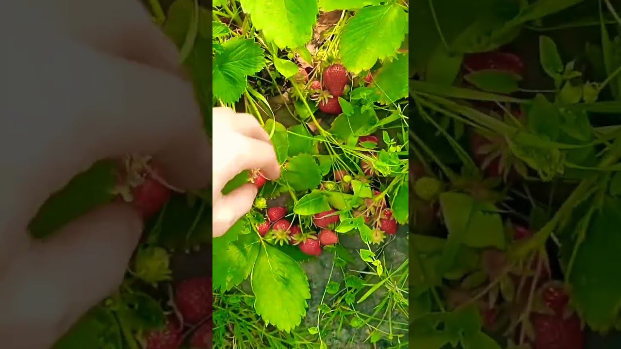 Клубничная жара. #клубника #клубникабомба #сельскоехозяйство #огород #strawberry #short #shorts смотреть онлайн