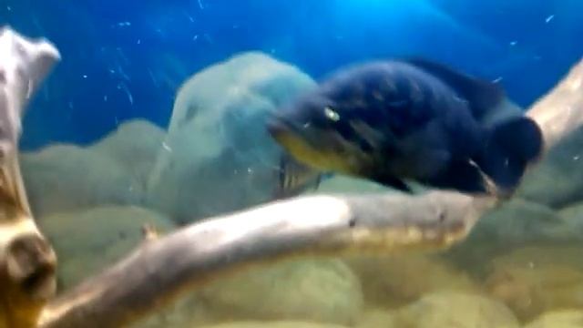 Мой аквариум. Поменяли грунт - кварцевый песок.