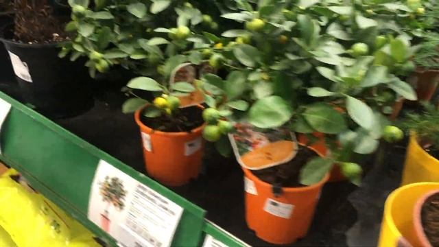 Новогодний обзор растений Калининград Бауцентр 25 12 2022 смотреть онлайн