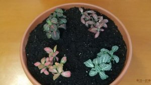 Фиттония на подоконнике - 1 часть. Уход, размножение, посадка, проблемы выращивания