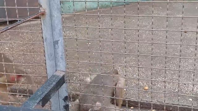 Самое беспокойное семейство Тайгана) смотреть онлайн