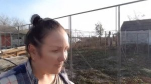 Малина Похвалинка, Малиновая Гряда, Самохвал  и Карамелька. Высаживаем саженцы