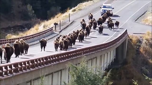 Бизоны идущие через мост в Йеллоустонском национальном парке (#2). Sam Zilman, USA