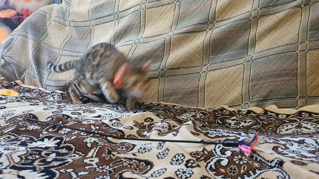 Замурчательная шикарная бенгальская кошечка Афина, очень любит играться... даже сама😻🐆