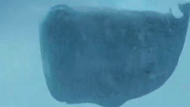 H2G2 - Une histoire de cachalot et de pot de pétunias... смотреть онлайн