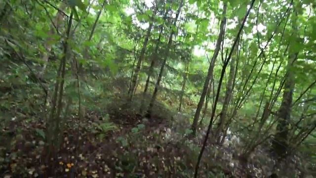 Нашёл грибной Лес/ Самые красные грибы смотреть онлайн