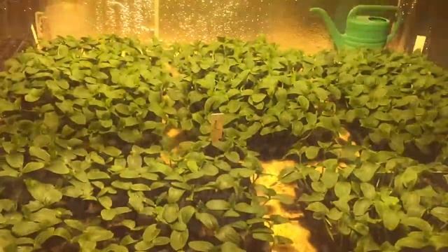 Выращивание рассады зимних огурцов в закрытых помещениях з досветкой смотреть онлайн