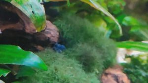 Если скрестить синюю и красную креветку? Что получится?