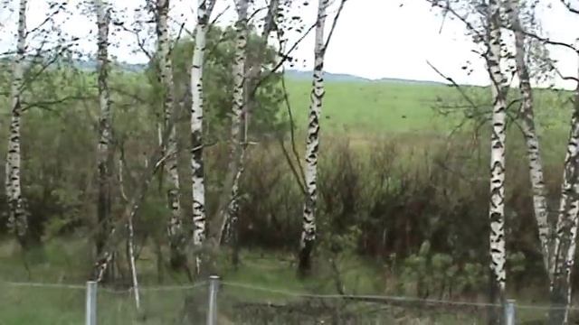 Призыв самца косули у дороги смотреть онлайн