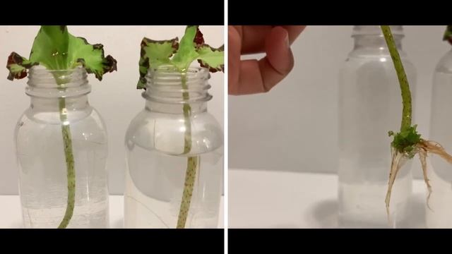How to Propagate Begonia Rex in Water by using a single leaf | plant Propagating Experiments. смотреть онлайн