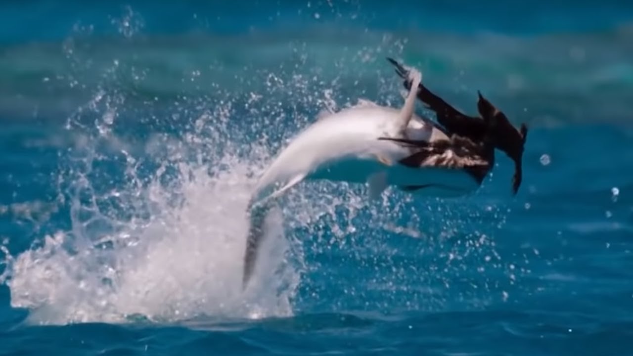 Эта рыба охотится на птиц! Гигантский каранкс – подводный монстр! смотреть онлайн