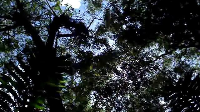 Mayan Ruins of Tikal - Flores, Peten Guatemala - 21 смотреть онлайн