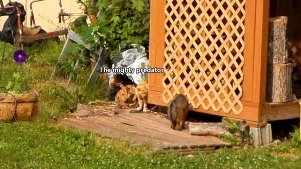 Grey Fox Facts: also GRAY FOX facts ? Animal Fact Files