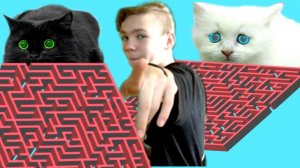 ЧЕЛЛЕНДЖ! Кошки ЗАСТРЯЛИ в ГИГАНТСКОМ ЛАБИРИНТЕ!!!