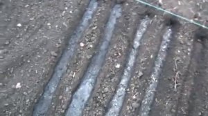 Посеяли апрельский лук Батун и осенний парей