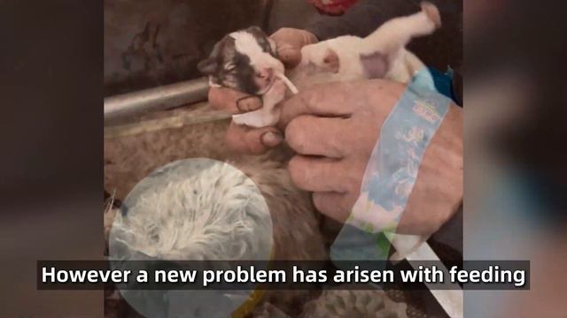 Abandoned Puppy Left In Snow, Frozen And Howling Weakly – A Miracle Happens When A Man Appears!