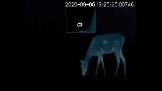 Termovízia AGM SECUTOR TS 50 384 Jeleň смотреть онлайн