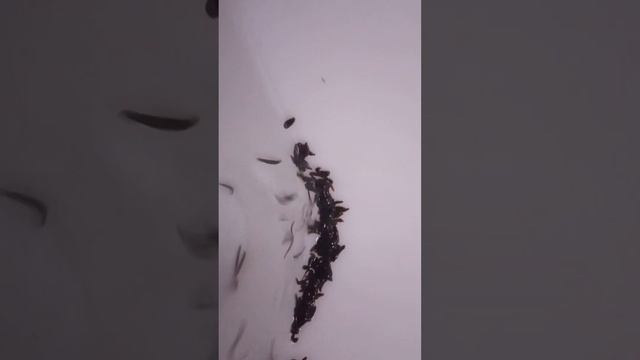 Выращивание пиявки, как высокодоходный бизнес. смотреть онлайн