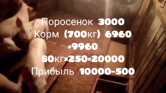 Свиньи. Сколько выходит с одной свиньи!!!Выгодно или нет???