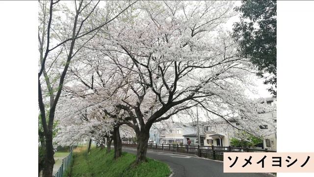 【Japanese Podcast】日本に春が来る｜Listening Practice 聴解 #japanesepodcast #日本語ポッドキャスト