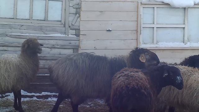 Эдильбаевские овцы - январь 2019г(часть 1)