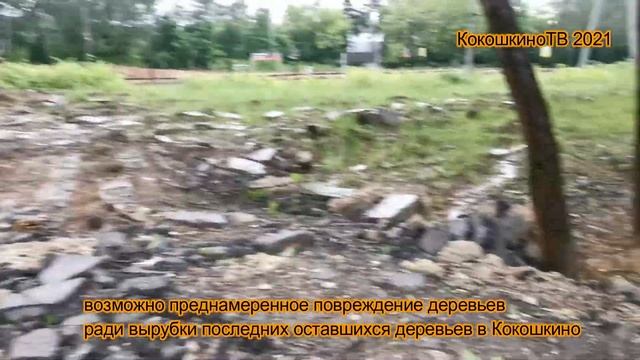 Лайфхак от субподрядчиков РЖД - как незаметно срубить дерево в Кокошкино смотреть онлайн