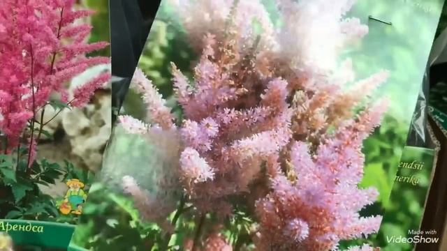 Многолетники в Оби. Астильба ,Дицентра, Лиатрис, Мальва. смотреть онлайн