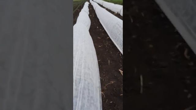 Обзор #томата #Каста(#супернова) под #агроволокном.