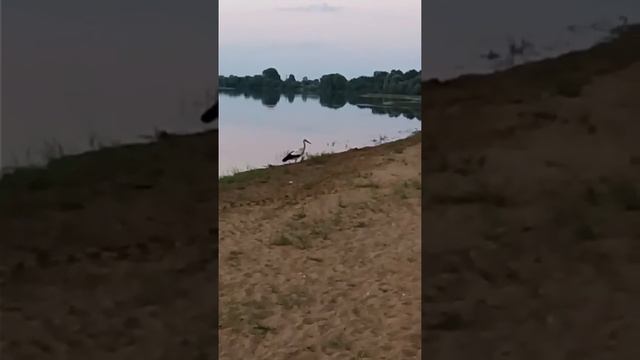 Птицы..такие разные..музыкальные)) смотреть онлайн